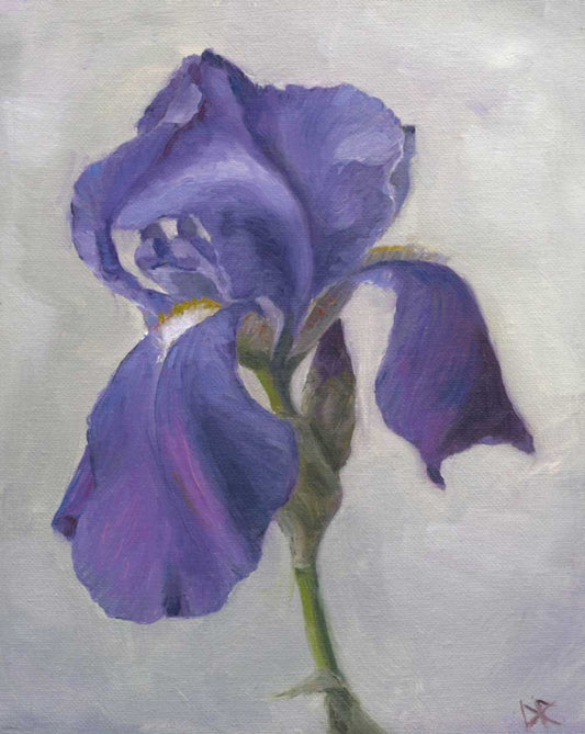 Iris II